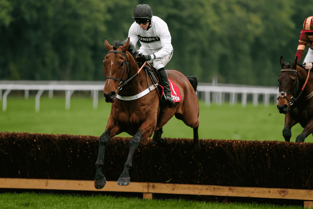 Constitution Hill-style racehorse jumping a hurdle at Cheltenham, National Hunt racing scene with jockey in white silks