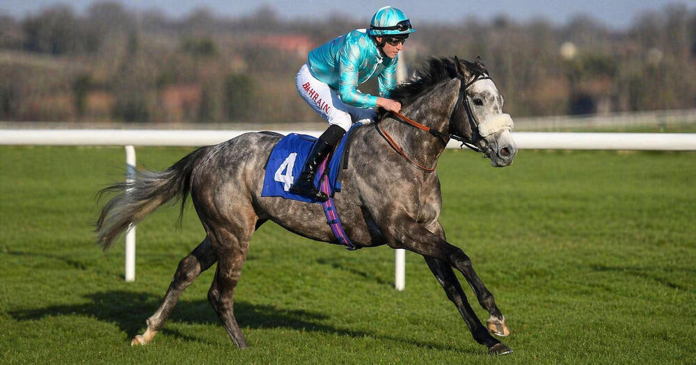 Binhareer racing on turf ahead of the 2026 Flat season in a William Haggas horses to follow 2026 article