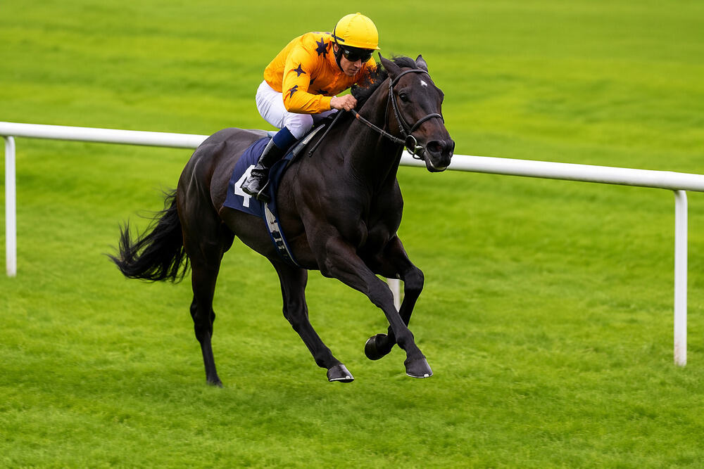 First Principle racing on turf ahead of the 2026 Flat season in a William Haggas horses to follow 2026 article