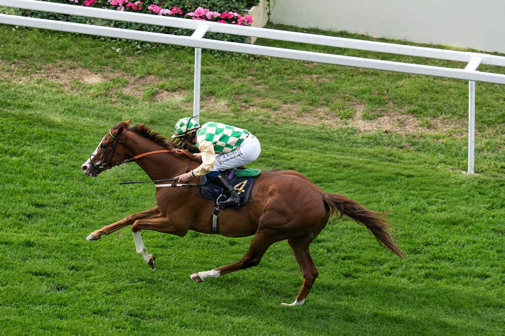 Daiquiri Bay racing on turf during a flat race, pictured as a leading contender for the Ebor Handicap 2026.