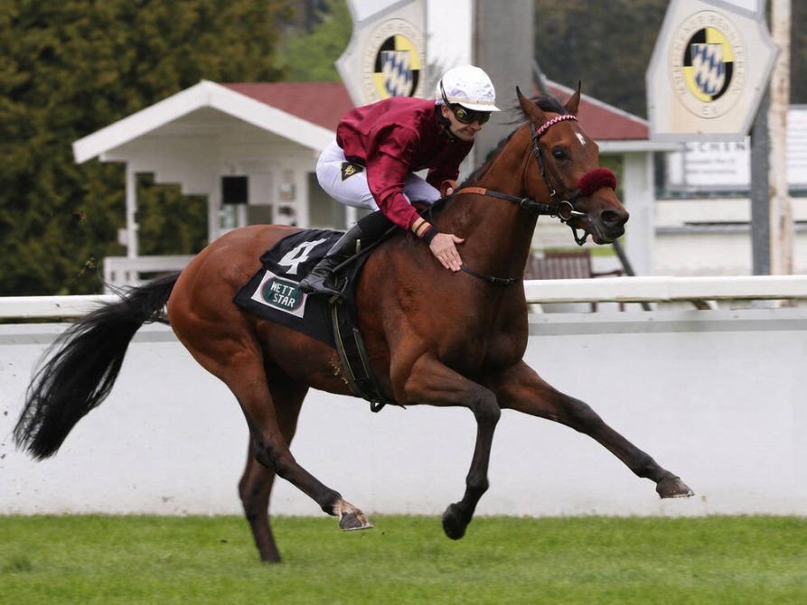 Mr Hollywood galloping during a flat race, pictured as a leading contender for the Ebor Handicap 2026.