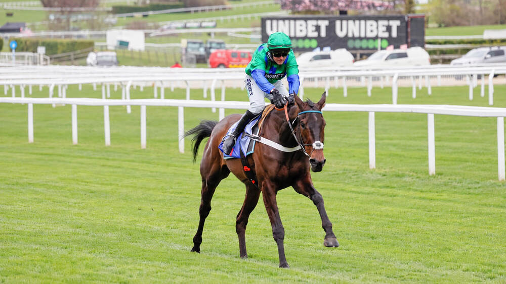 Old Park Star racing on the Cheltenham turf with his jockey wearing green and blue silks.